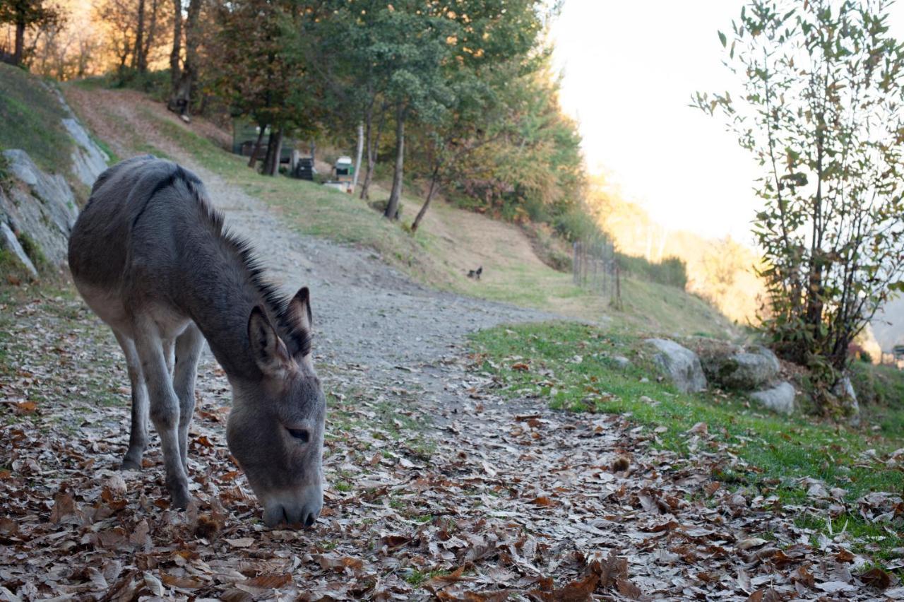 Alloggio per agriturismo La Pedruscia Civo